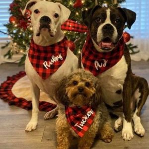 Dog Bandanas