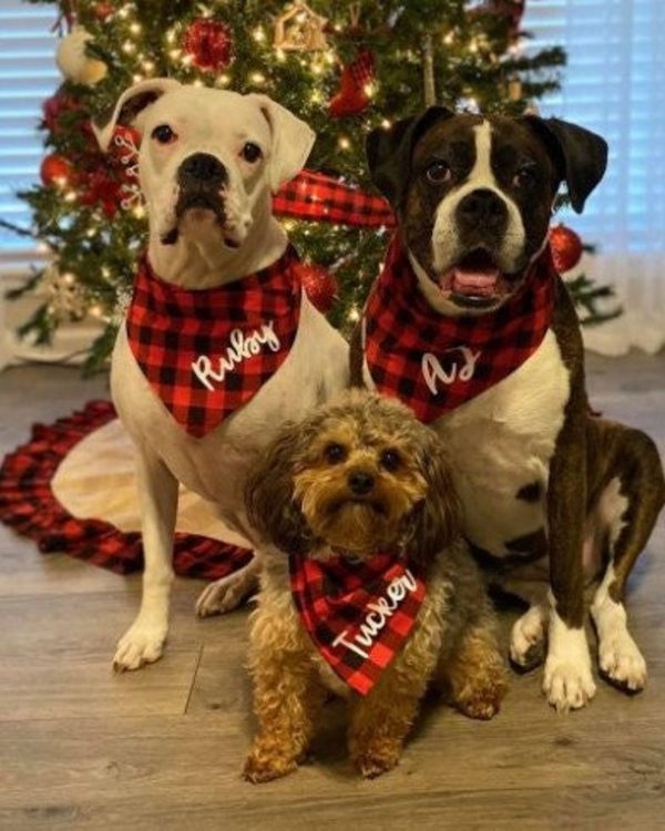 Dog Bandanas